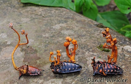 Cordyceps on weevil group