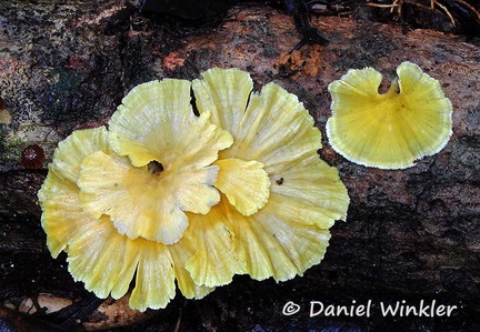 Cotylidia aurantiaca MadidiJL