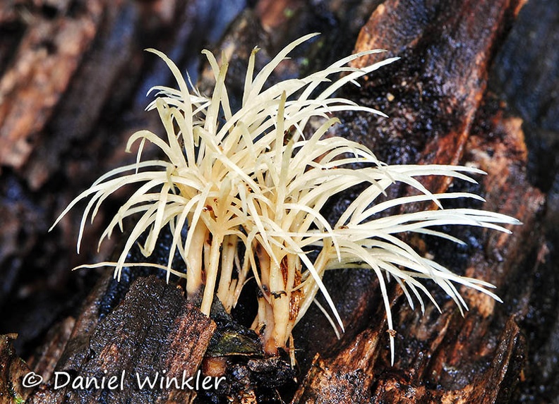 Deflexula Q Coroico 2014 DW Ms.jpg