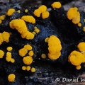 Slime mold?