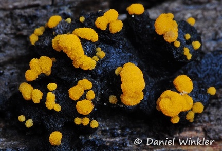 Slime mold?