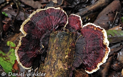 Earliella scabrosa Chalalan14 