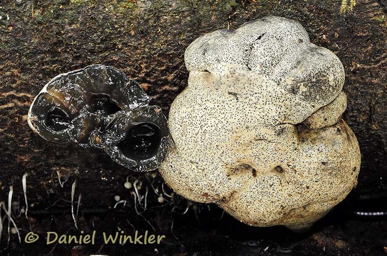 Entonaema pallida DW MS.jpg