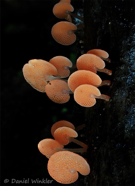 Favolaschia stacked DW MS.jpg