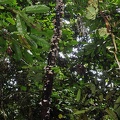 Favolus tenuiculus tree MJL MS.jpg