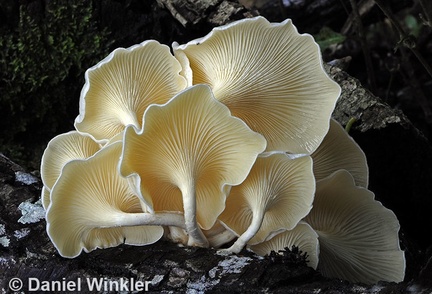Lentinus concavus gills Chalalan 14 