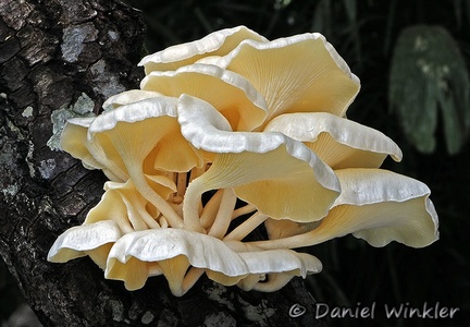 Lentinus concavus Chalalan 