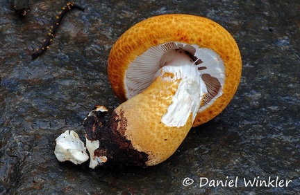 Leucoagaricus? Coroico 