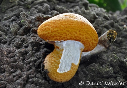 Leucoagaricus Q termite nest Coroico