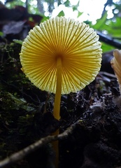 Leucocoprinus birnbaumii gill shot