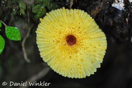 Leucocoprinus bruneoluteus Coroico 