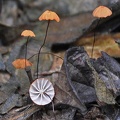 Marasmius horsehair Coroico 2014 