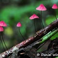 Marasmius haematocephalus gr 