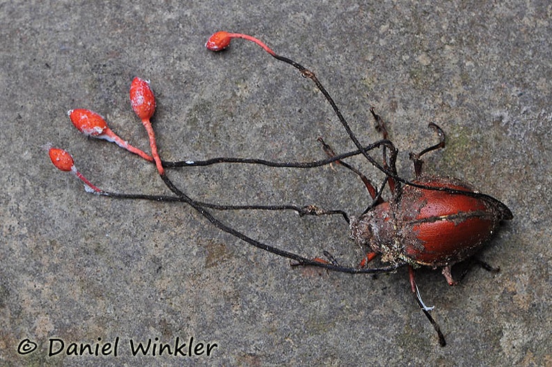 Ophiocordyceps cf curculionum Madidi JL DW MS.jpg