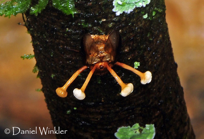 Ophiocordyceps dipterigena 4 stromata DW MS.jpg