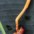 Ophiocordyceps melolonthae