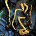 Ophiocordyceps melolonthae group