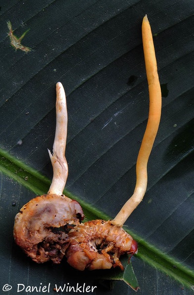 Ophiocordyceps melolonthae sliced DW Ms.jpg