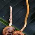 Ophiocordyceps melolonthae sliced