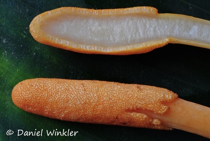 Ophiocordyceps melolonthae stroma sliced