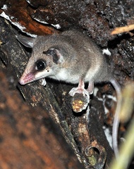 Opossum Gray-slender  Marmosops incanus