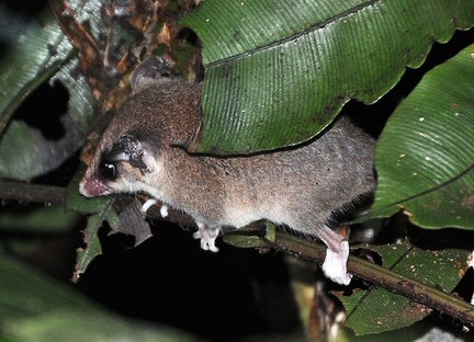 Opossum Gray-slender Marmosops incanus
