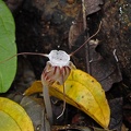 parasitic plant Chalalan