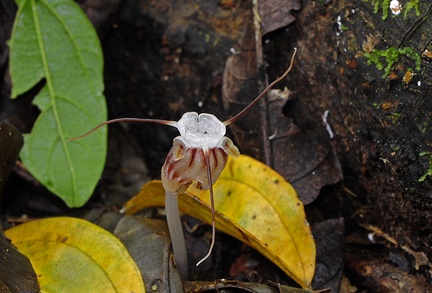 parasitic plant Chalalan