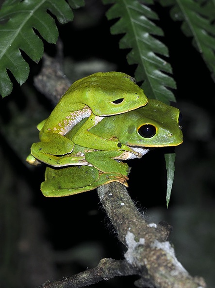 Phyllomedusa  Amazon Monkey tree frog mating MS.jpg