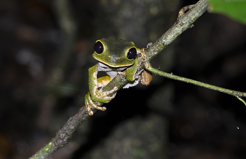 Phyllomedusa   Amazon Monkey tree frog branch MS.jpg