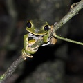Phyllomedusa   Amazon Monkey tree frog branch
