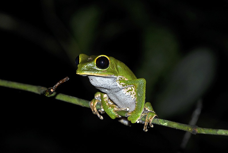 Phyllomedusa sp  Amazon Monkey tree frog MS.jpg