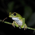 Phyllomedusa sp  Amazon Monkey tree frog