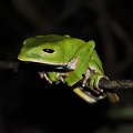 Phyllomedusa sleepy  Amazon Monkey tree frog