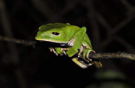 Phyllomedusa sleepy  Amazon Monkey tree frog