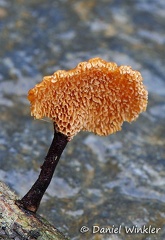 Polypore tiny pores Coroico