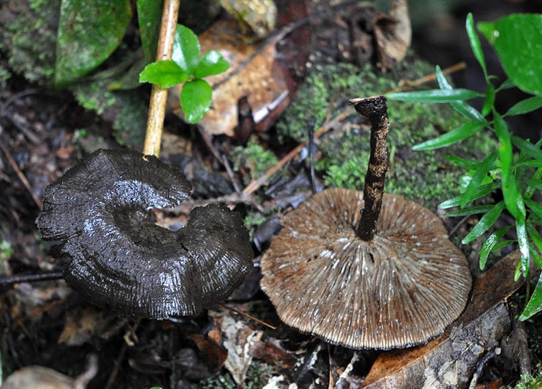 Stiptophyllum erubescens Madidi JL MS.jpg