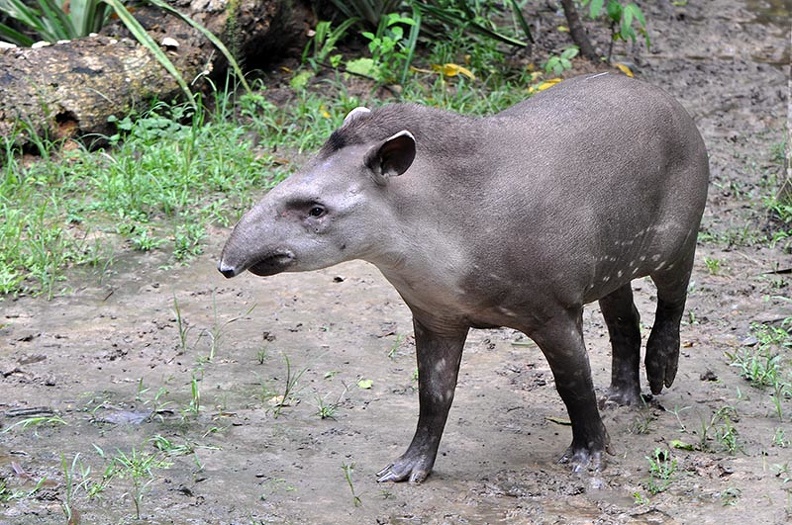 Tapir Tapirus terrestris MS.jpg