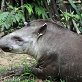 Tapir tonio Tapirus terrestris 