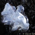 Tremella fuciformis 