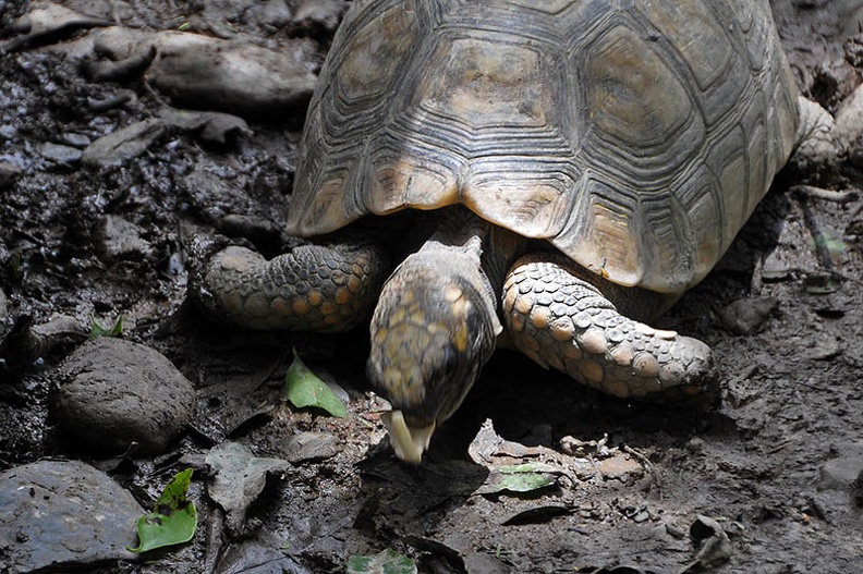 Turtle eating mushroom Coroico Ms.jpg