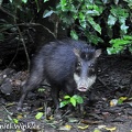 White lipped Peccary Tayassu pecari 
