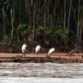Wood stork Mycteria americana