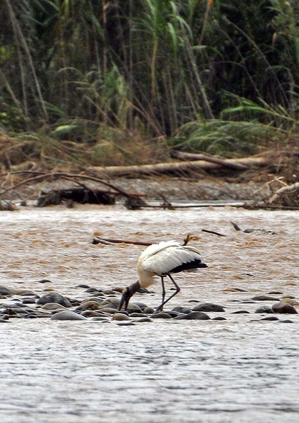 Wood stork Tuichi Cr MS.jpg