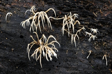 Deflexula Chicaque 2014 MS