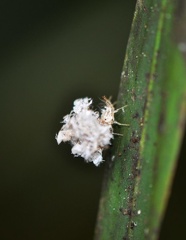 DSC1864 ed Mimicry Cr  MS