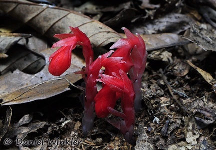 Monotropa uniflora Chicaque Colombia DW Ms