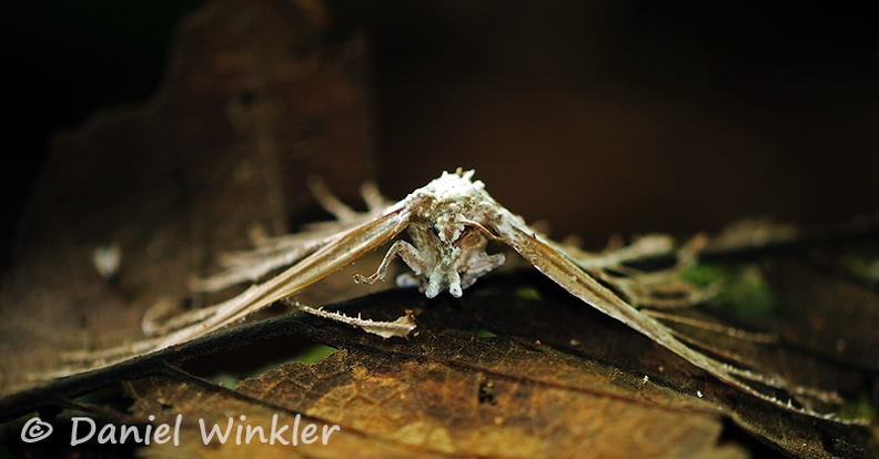 Akanthomyces head Chalalan DW Ms.jpg