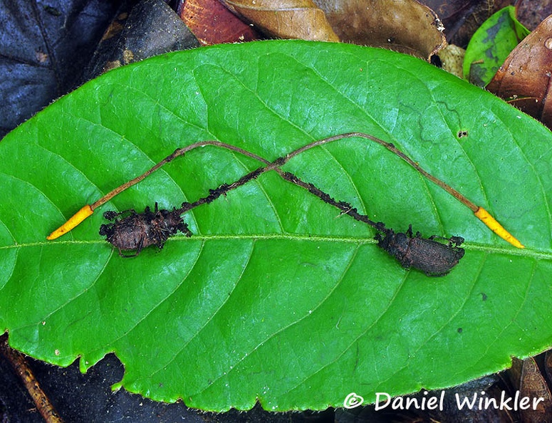 Beetle Cordyceps 2 sides view Wichi DW Ms.jpg