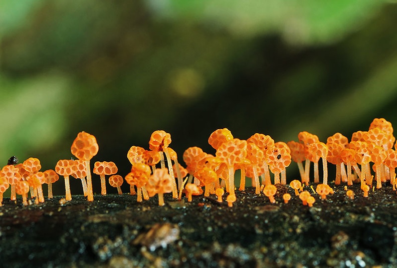 Favolaschia rubra row Chalalan 2015 DW Ms.jpg